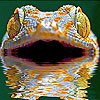 Laughing lizard slide puzzle