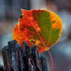 Leaf