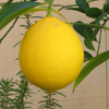 Lemon Puzzle