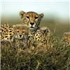 Leopard Sliding Puzzle