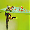 Little ant and leaf slide puzzle