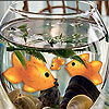 Little aquarium slide puzzle