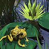 Little dizzy frog puzzle