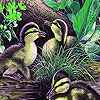 Little ducks in the river puzzle