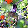Little garden bird slide puzzle
