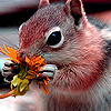 Little ground squirrel puzzle