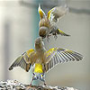 Little hungry sparrows slide puzzle