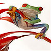 Little naughty frog slide puzzle