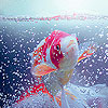 Little pink fish puzzle
