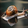 Little Snail in the lake slide puzzle