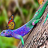 Lizard and butterflies puzzle