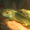Lizzard Puzzle