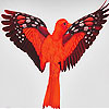 Lonely fantastic bird slide puzzle