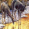 Lovely deers in the river puzzle