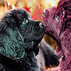 Lovely dog couple slide puzzle