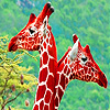 Lovely giraffes in the garden puzzle