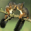Lovely squirrels slide puzzle