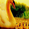Lovely swans family  puzzle