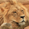 Male Lion Slider Puzzle