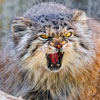 Manul