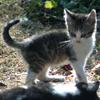 Match a Pretty Kitty