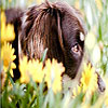 Melancholic dogs hidden numbers