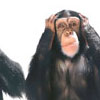 Monkeys Hidden Numbers