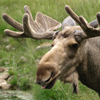 Moose Slider Puzzle