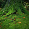 Moss
