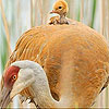 Mother and baby bird slide puzzle
