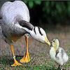 Mother and baby duck slide puzzle