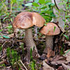 Mushrooms