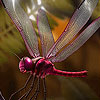 Naughty fly slide puzzle