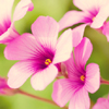 Nice flowers Puzzle