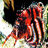 Nice ocean animals hidden numbers