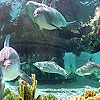 Ocean and dolphins slide puzzle