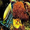Ocean best  fish puzzle