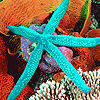 Ocean stars puzzle