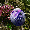Oceanic purple fish slide puzzle