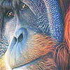 Old orangutan slide puzzle