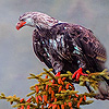 Old vulture on the tree puzzle