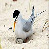 Orange beak bird slide puzzle
