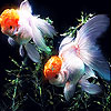Orange  fishes slide puzzle