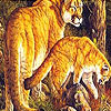 Orange tigers slide puzzle