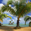 Palm