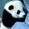 Panda Puzzle