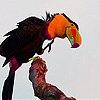 Parrot colored beak slide puzzle