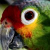 Parrot Eye Slider