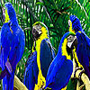 Parrot family puzzle