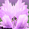 Pink Beauty swans slide puzzle